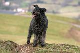 PUMI 004